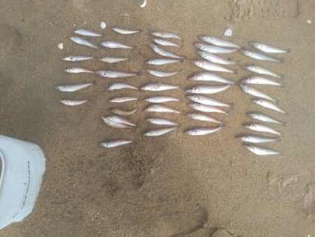 ダイソールアーでマゴチ後シロギス良