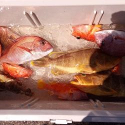 康仁丸・鯛ラバ・釣り果