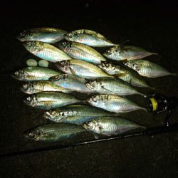 (尺アジ)フロートゲーム