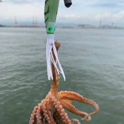 タコ少し上向けだけど