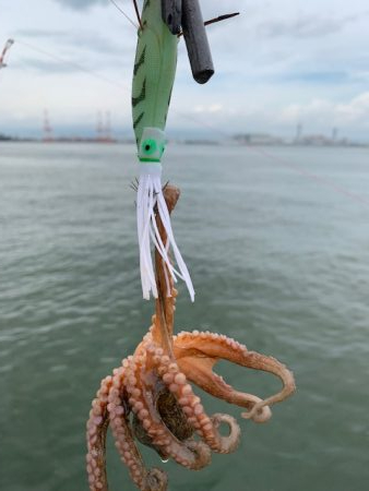 タコ少し上向けだけど