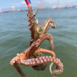 タコ計　３キロ　好調ではないが