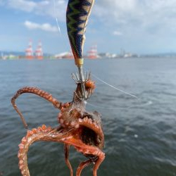 かなり入ってきています