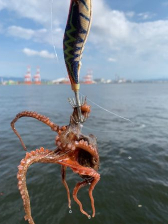 かなり入ってきています