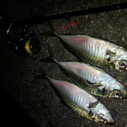 (尺アジ)フロートゲーム