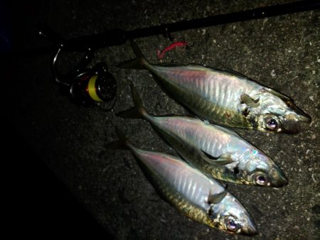 (尺アジ)フロートゲーム