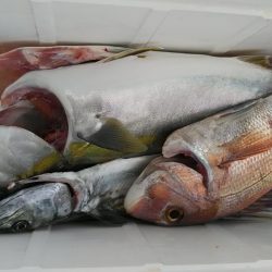 泉州丸　釣果