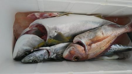 泉州丸　釣果