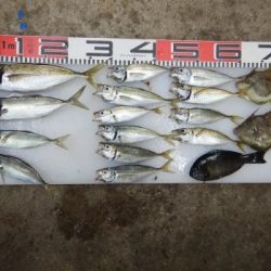 のとじま臨海公園海づりセンター 釣果