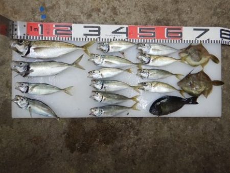 のとじま臨海公園海づりセンター 釣果