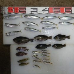 のとじま臨海公園海づりセンター 釣果