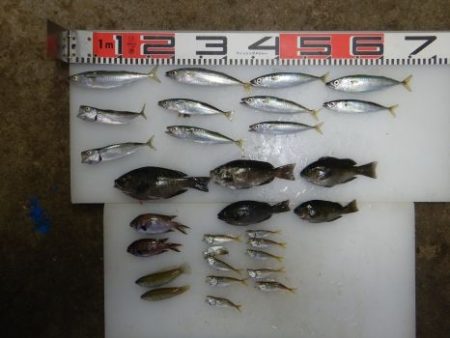 のとじま臨海公園海づりセンター 釣果