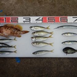 のとじま臨海公園海づりセンター 釣果