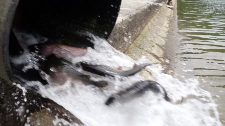 フィッシングレイクたかみや 釣果