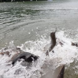 フィッシングレイクたかみや 釣果