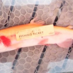 フィッシングレイクたかみや 釣果