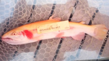 フィッシングレイクたかみや 釣果