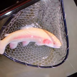 フィッシングレイクたかみや 釣果