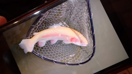 フィッシングレイクたかみや 釣果