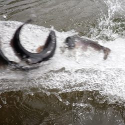 フィッシングレイクたかみや 釣果