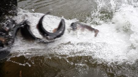 フィッシングレイクたかみや 釣果