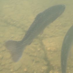 フィッシングレイクたかみや 釣果