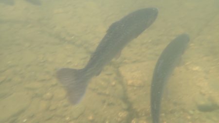 フィッシングレイクたかみや 釣果