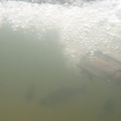 フィッシングレイクたかみや 釣果