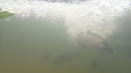 フィッシングレイクたかみや 釣果