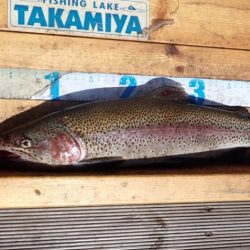フィッシングレイクたかみや 釣果