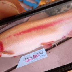 フィッシングレイクたかみや 釣果