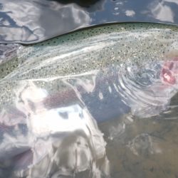 フィッシングレイクたかみや 釣果