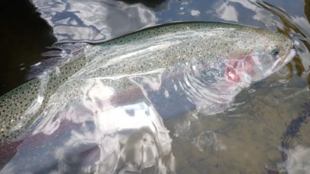 フィッシングレイクたかみや 釣果