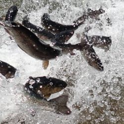 フィッシングレイクたかみや 釣果