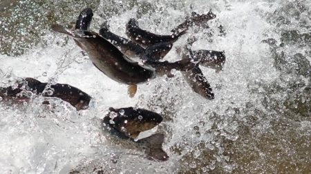 フィッシングレイクたかみや 釣果