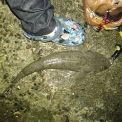 柔らかロッド楽し♪