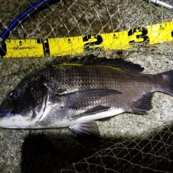 チヌはライトジギングがお勧め