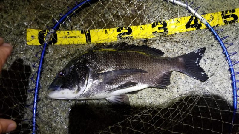 チヌはライトジギングがお勧め