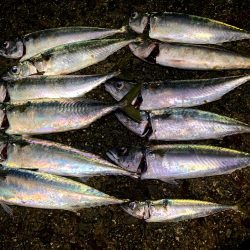 大サバ結構釣れました