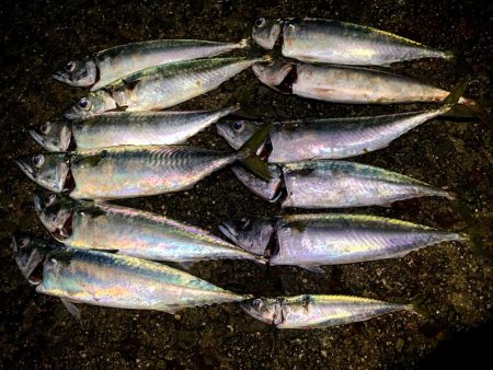 大サバ結構釣れました