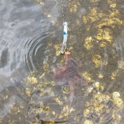 シーバスとタコ