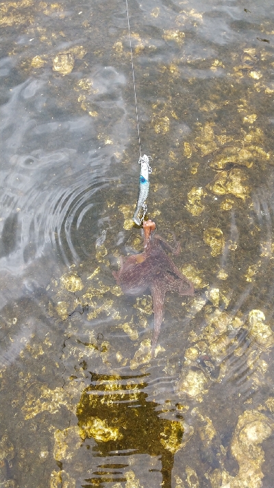 シーバスとタコ