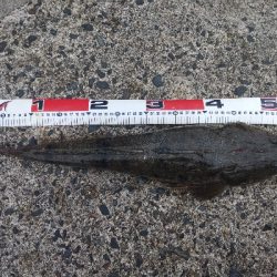 柔らかロッド楽し♪