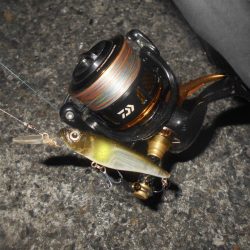 岸壁ノックでボウズ逃れ？