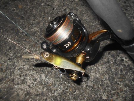 岸壁ノックでボウズ逃れ？