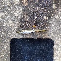 タコ&豆アジ、小サバ時々小ガシラ、カマス稚魚!