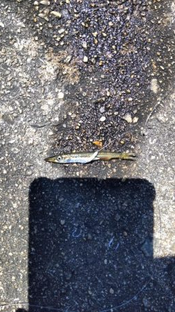 タコ&豆アジ、小サバ時々小ガシラ、カマス稚魚!