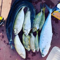 本部釣りイカダ 釣果