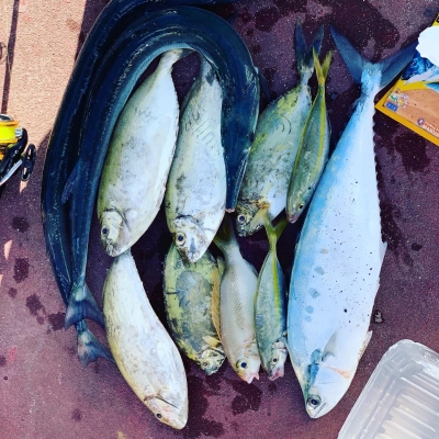 本部釣りイカダ 釣果