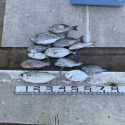 本部釣りイカダ 釣果